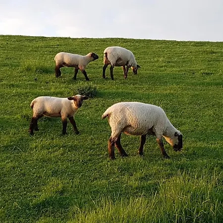 Apartament Robbennest, Am Alten Deich 24 2